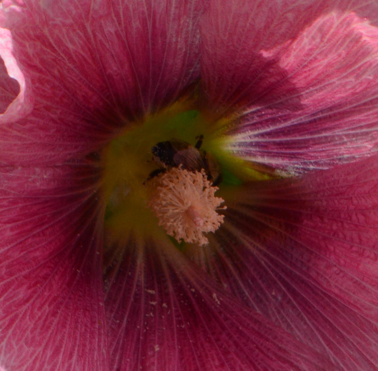 Bee in a hollyhock Bee in a hollyhock