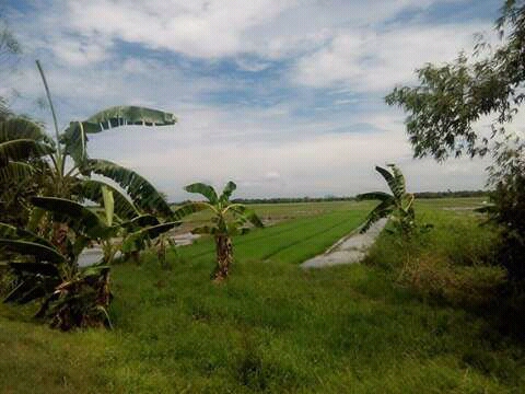 Rice paddies in Pangisinan