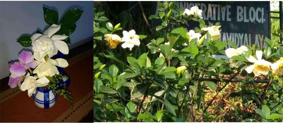 A gardenia bush in my college. and the flowers in my vase...my photo