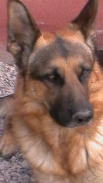 German Shepherd from the North of Spain black and fiery red gold colour
