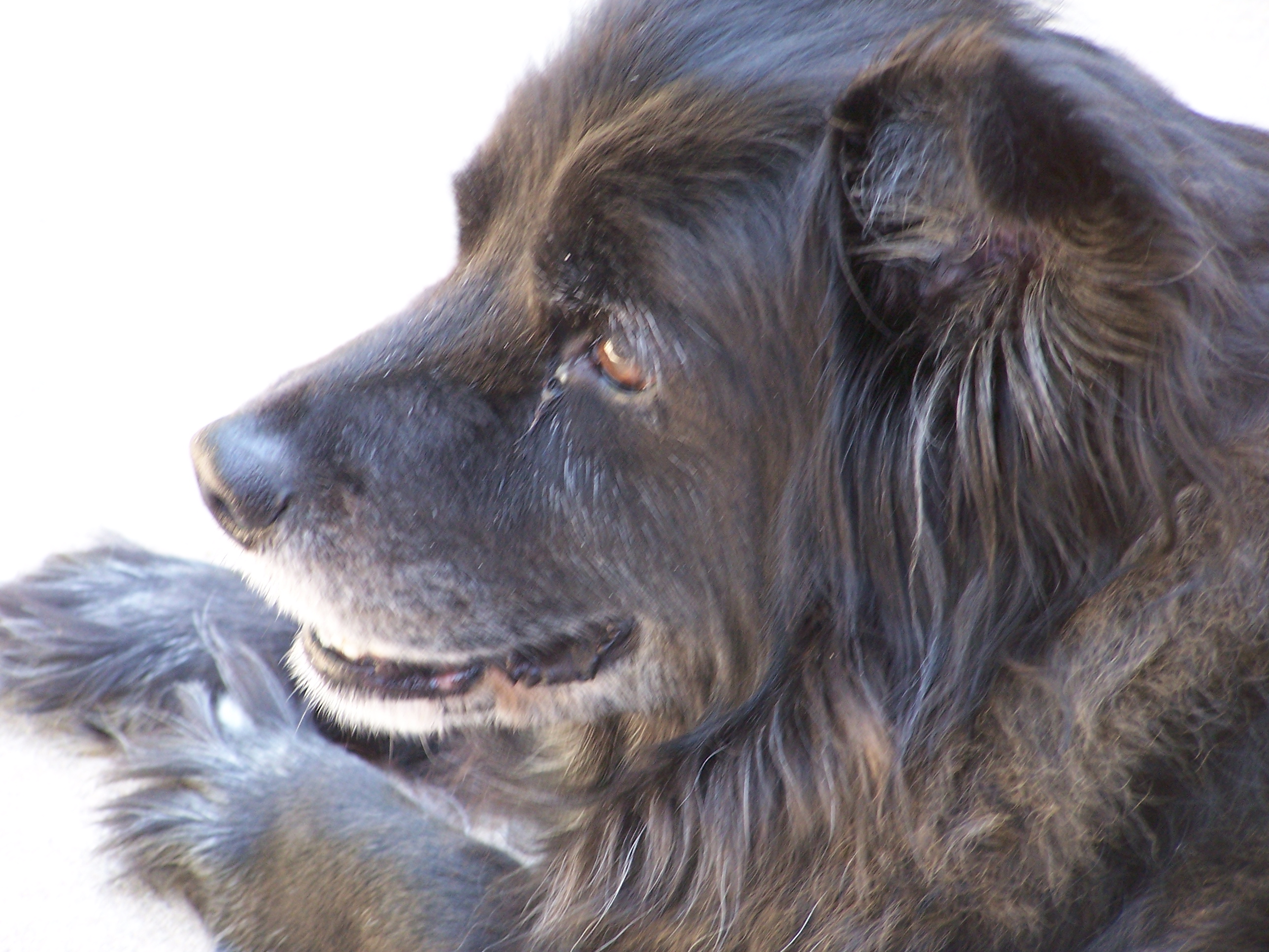 My dog Yogi - This is my dog Yogi, sitting by the pool