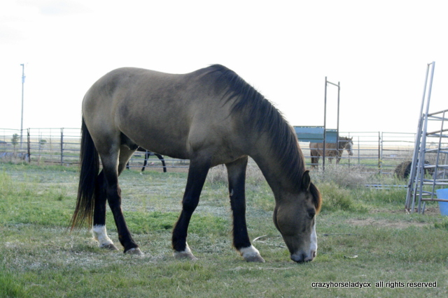 Mr. Cisco, my dearest friend. A mustang who should still be wild. all rights reserved Mr. Cisco, my dearest friend. A mustang who should still be wild. all rights reserved
