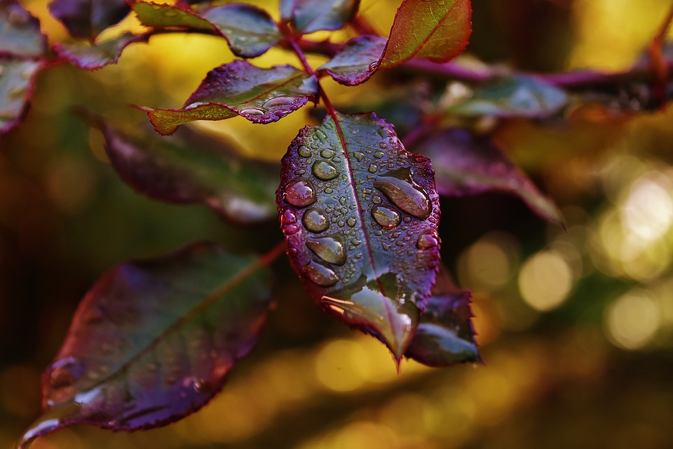 https://pixabay.com/en/rosenblatt-drip-raindrop-wet-1874042/