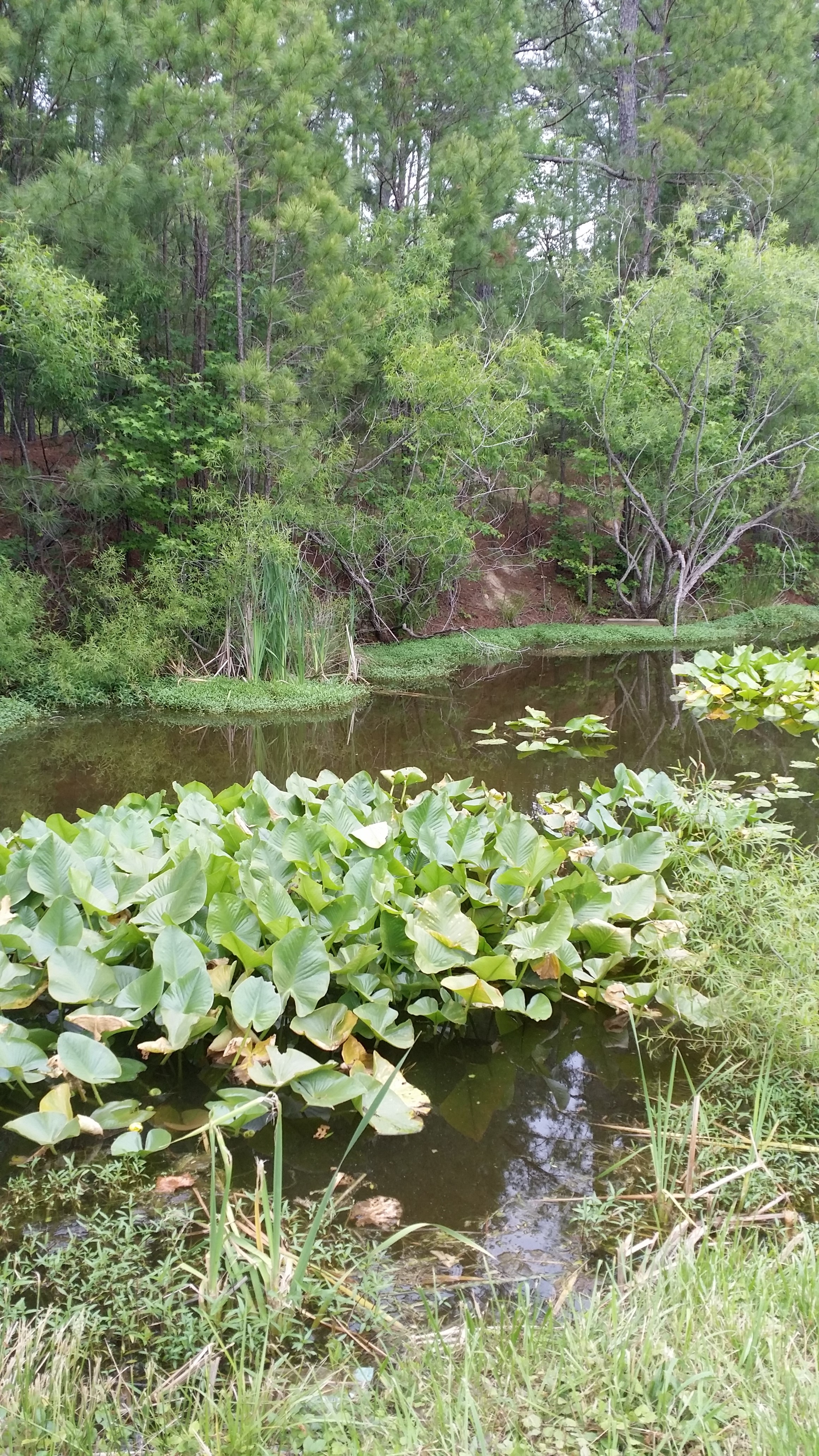 Photo of pond where we live ... photo owned by Gloria Faye Brown Bates/aka Granny Gee