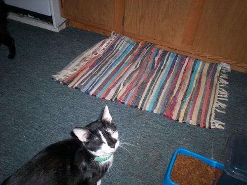Missy, my yougest cat. - Missy is quiet the cat. She prances around like the Queen of Sheeba and demands with her meows much attention..I would say she has a pretty high Cat IQ since she turns on faucets, flushes toilets and has mastered how to say noooo!