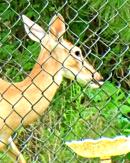 Corn-loving Deer - Gus Kilthau Corn-loving Deer - Gus Kilthau