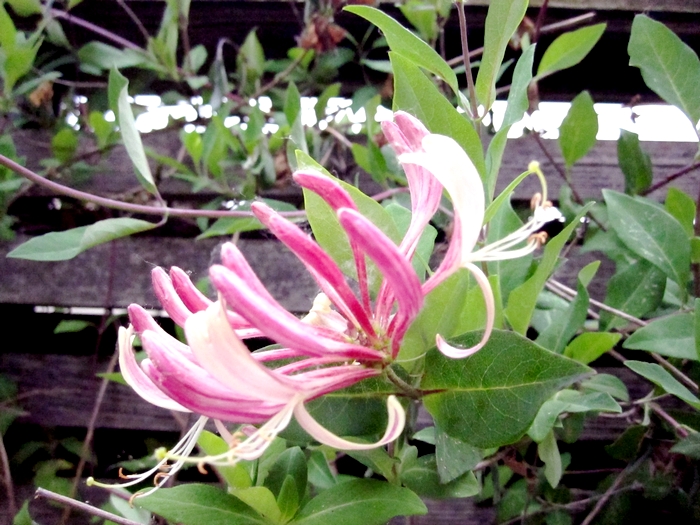 My pink honeysuckle - photo by LadyDuck