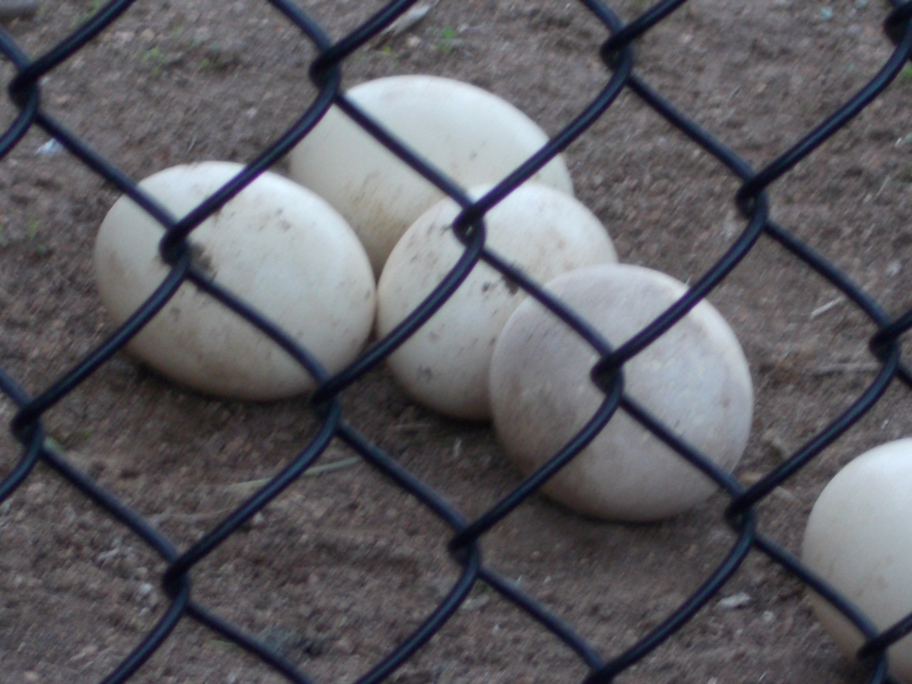 ostrich eggs at Como Zoo ostrich eggs at Como Zoo
