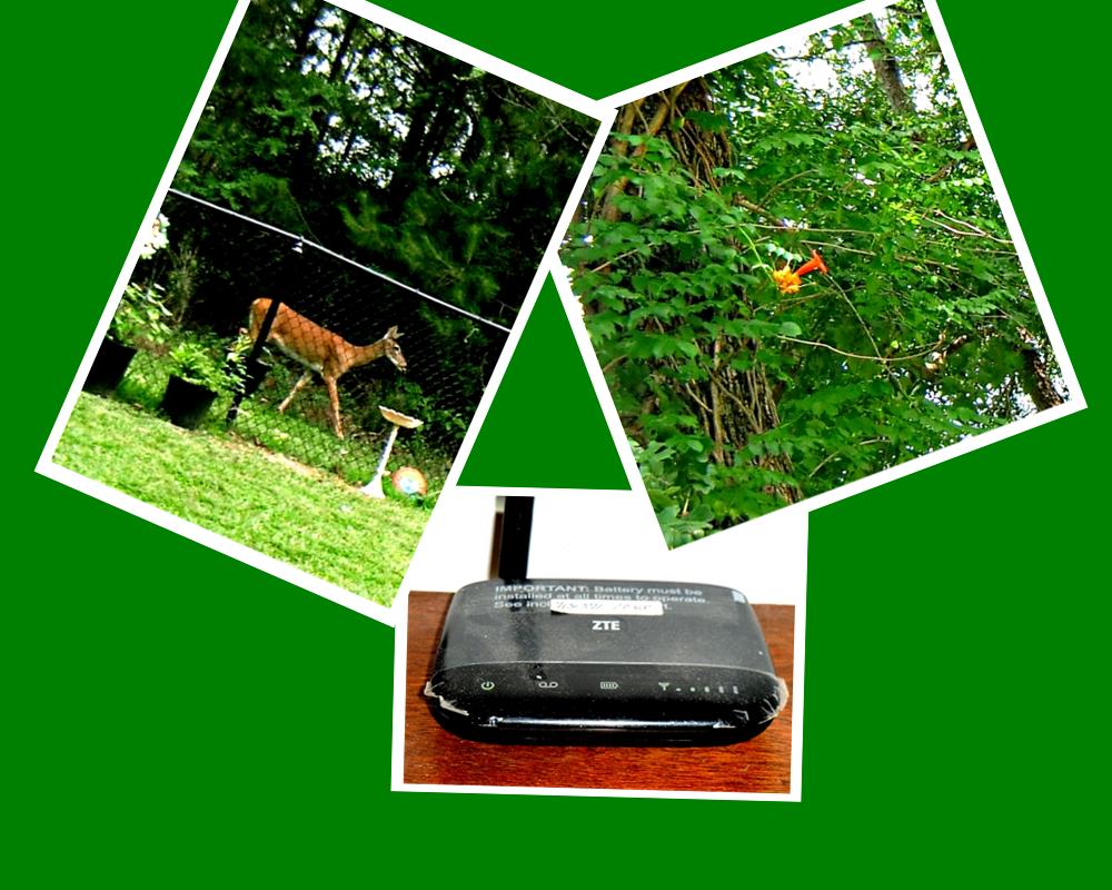 Three pix from a little camera - Gus Kilthau