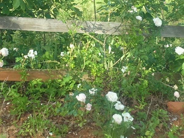Roses Photo by Pat Z Anthony Roses Photo by Pat Z Anthony