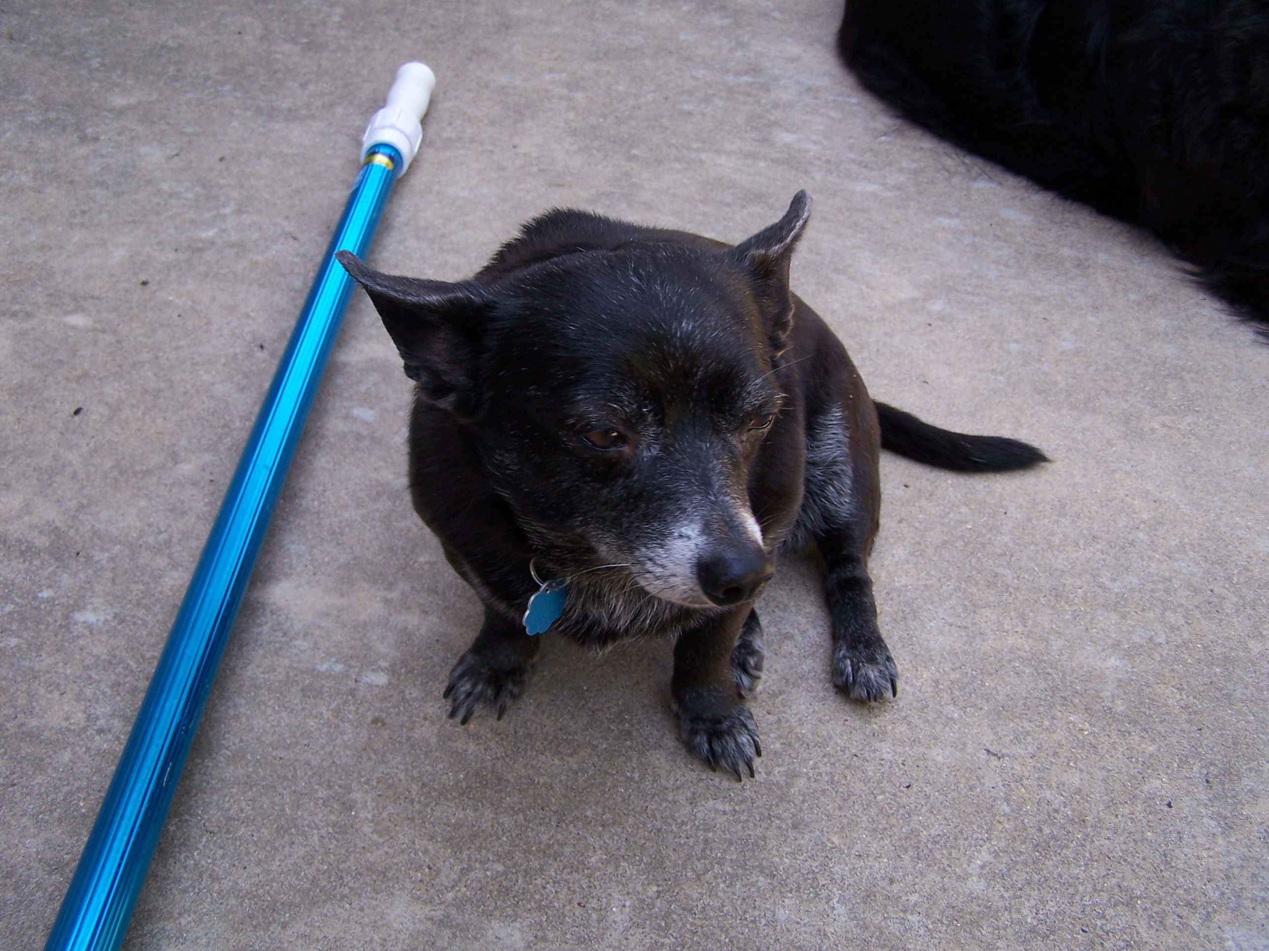 My dog Booboo - This is little Booboo also sitting by the pool.