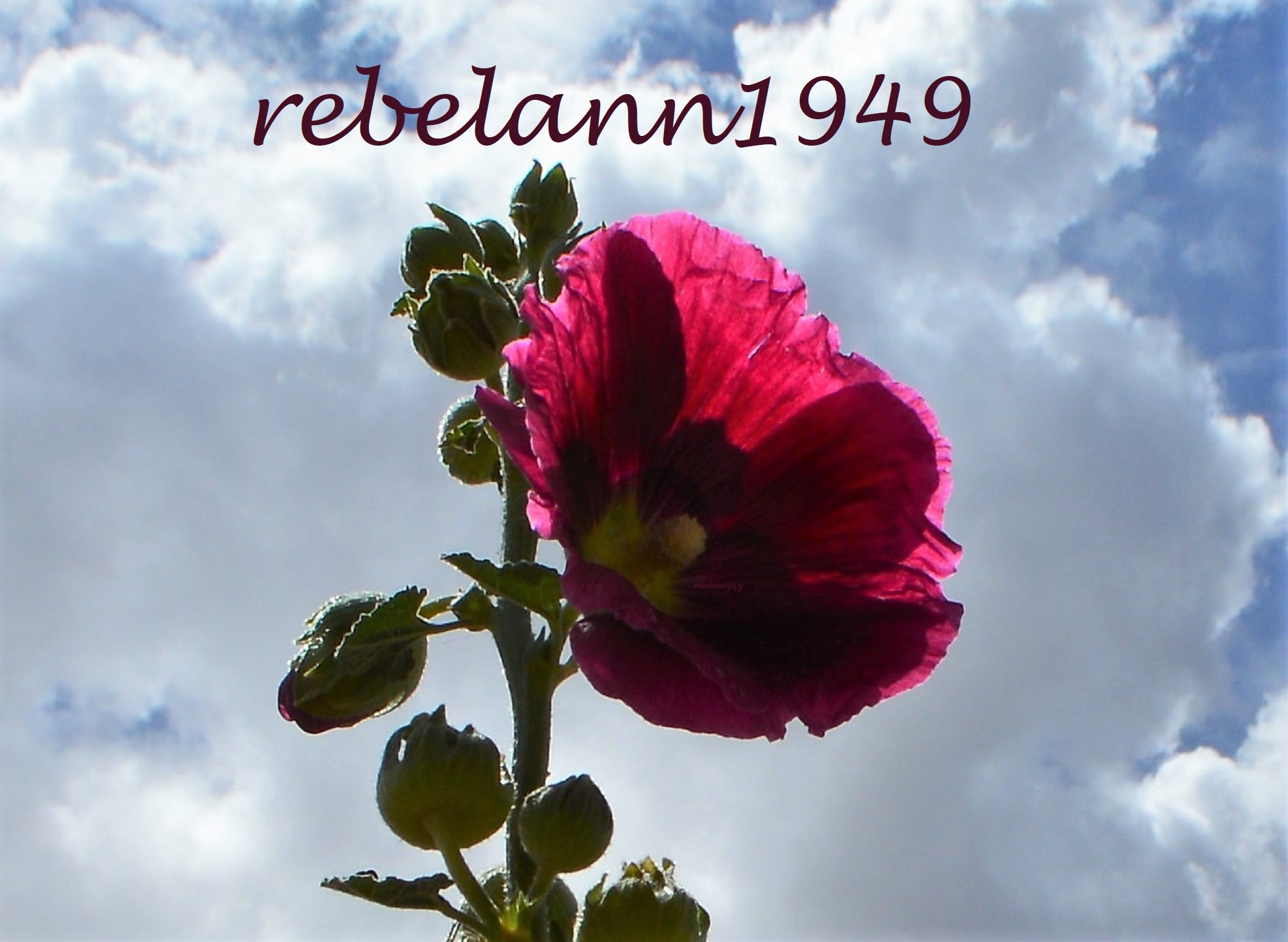 Hollyhock with clouds in the background. Hollyhock with clouds in the background.
