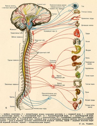 http://funny-pictures.picphotos.net/-images-anatomy-of-human-nervous-system-and-lymphatic-system-jpg/imgc.allpostersimages.com*images*p-473-488-90*70*7068*qbol100z*posters*stocktrek-images-anatomy-of-human-nervous-system-and-lymphatic-system.jpg