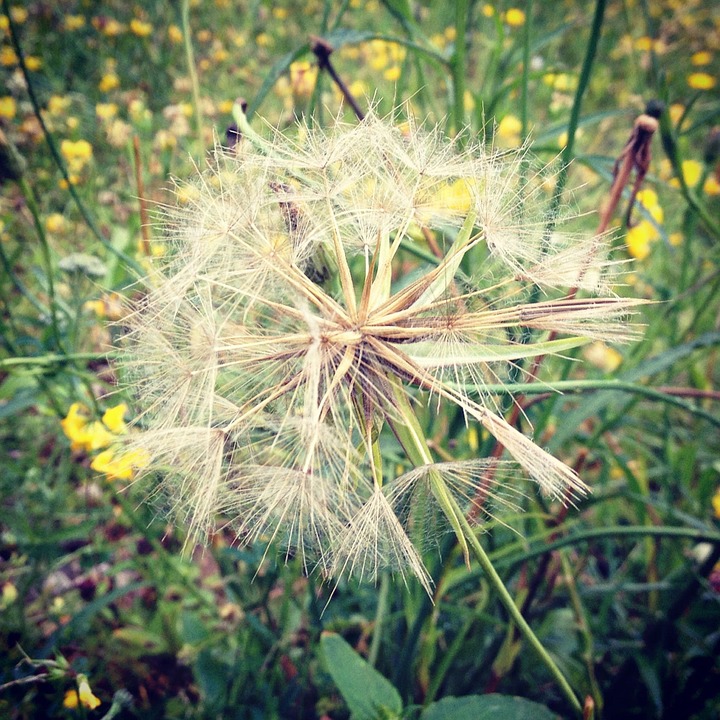 https://pixabay.com/en/dandelion-flower-meadow-nature-631532/ https://pixabay.com/en/dandelion-flower-meadow-nature-631532/