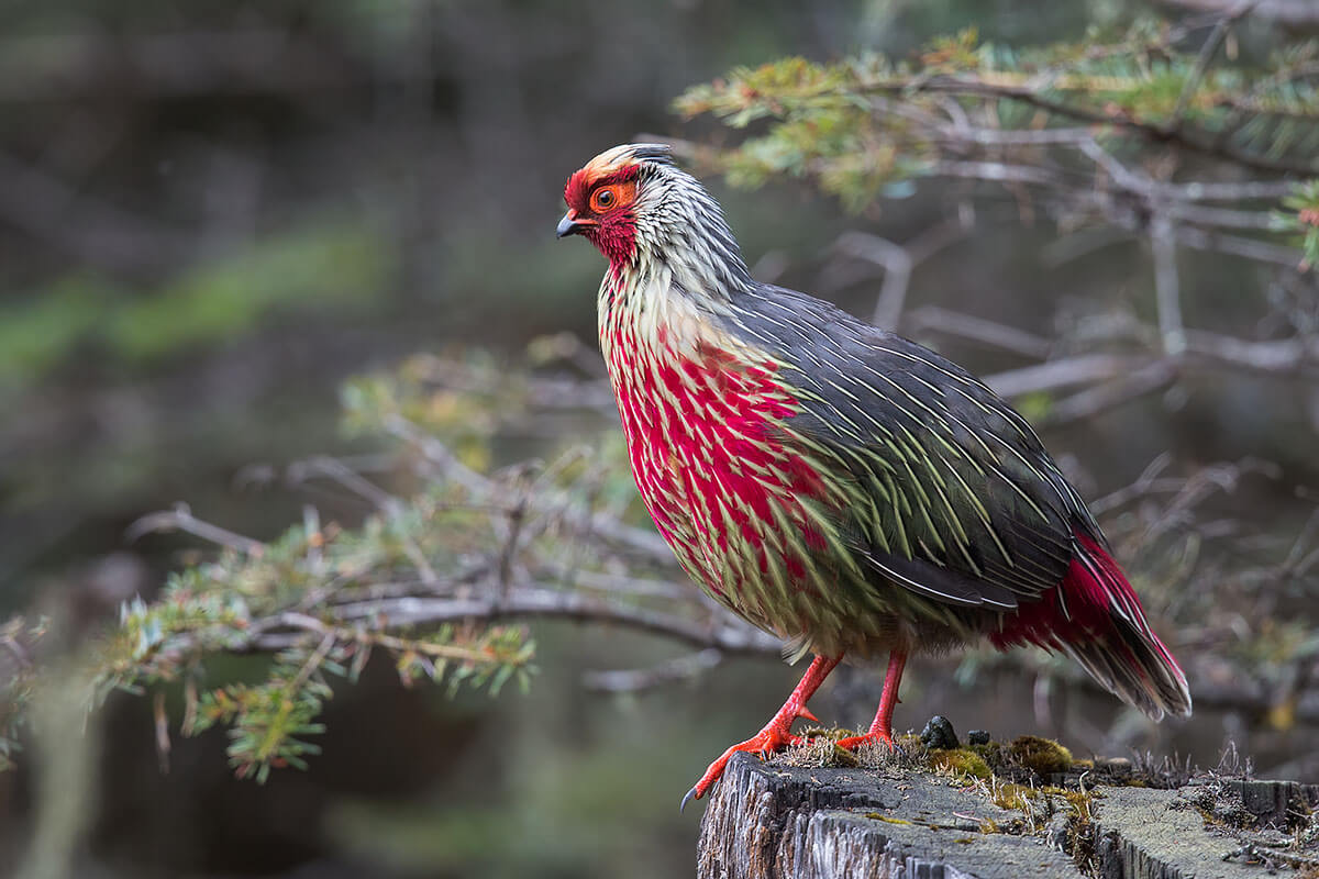 The Red Bird of Pheasant The Red Bird of Pheasant