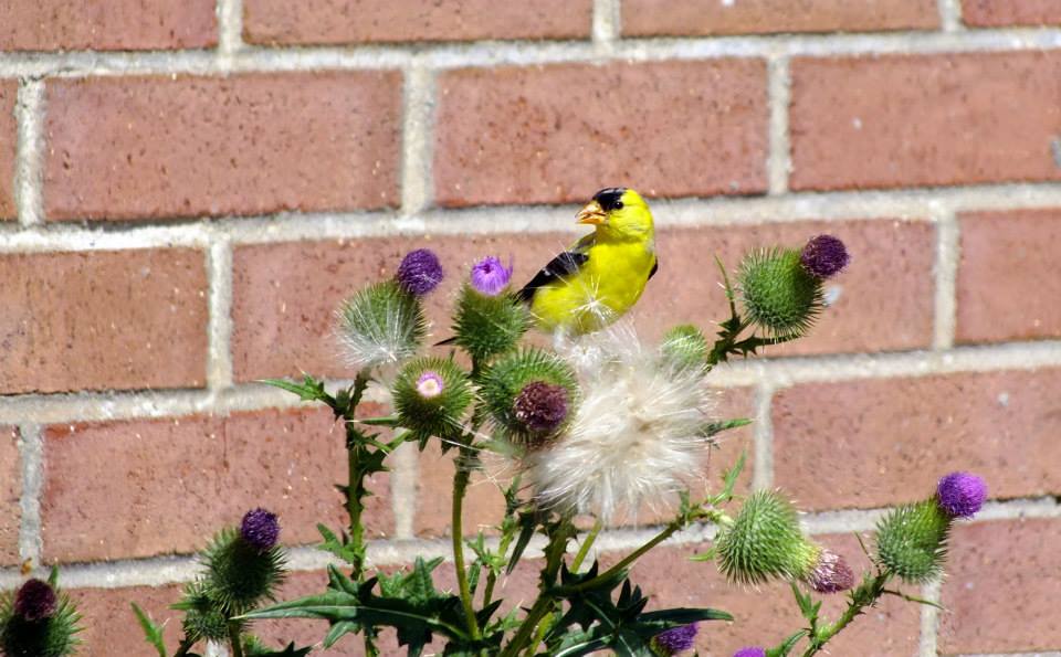 American Goldfinch and thistle by minx267