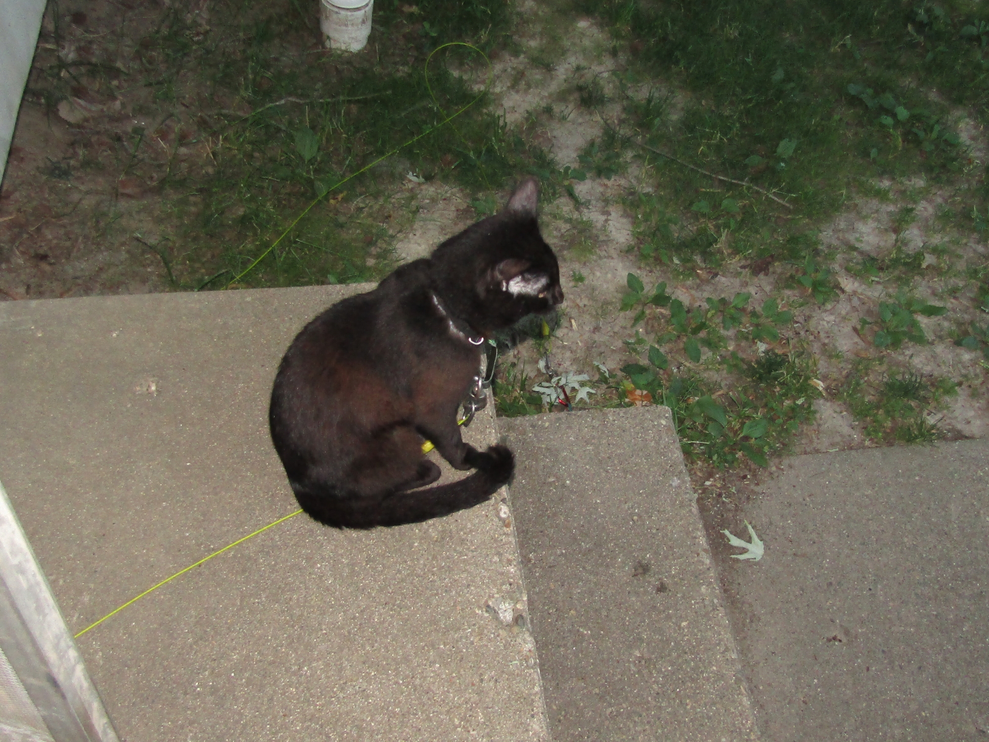 His Lordship surveys His domain 