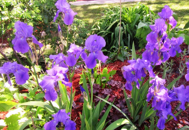 Purple iris in bloom - image @freelanzer