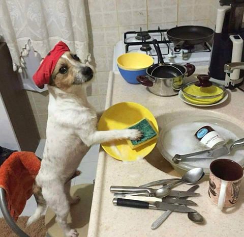 Doggie washing dishes