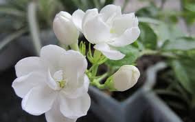 jasmine