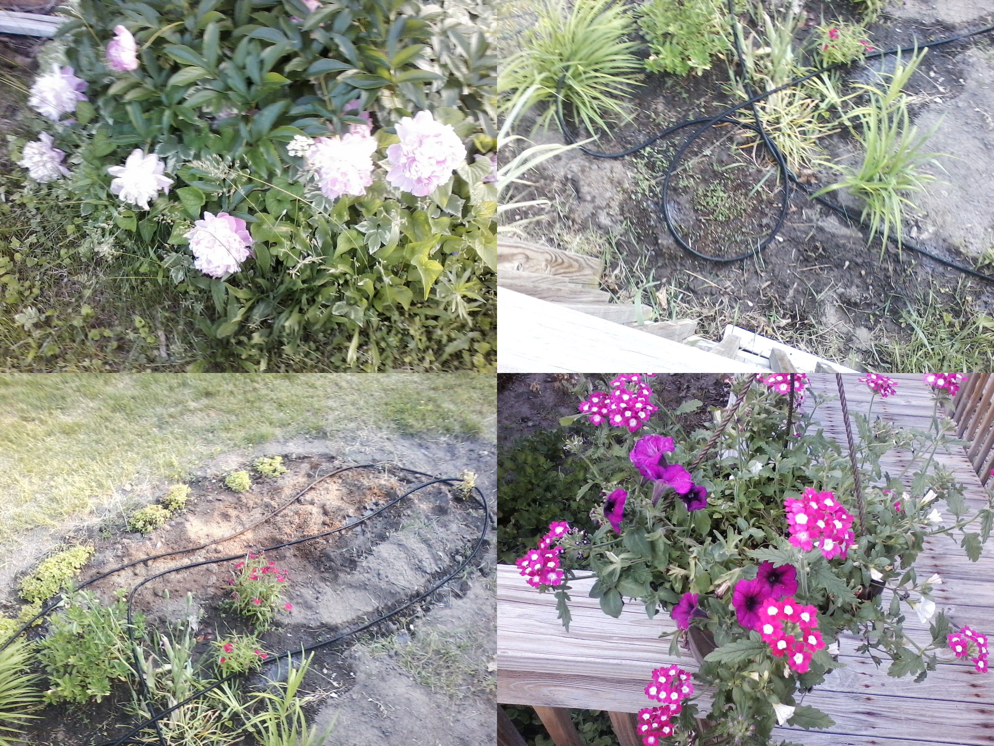 © 2017 Marsha Musselman All Rights Reserved. Partial garden, peony and basket © 2017 Marsha Musselman All Rights Reserved. Partial garden, peony and basket