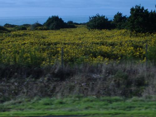 Yellow Flowers - I took this picture while going to work one day. All those pretty yellow flowers are from a cute lil' plant called Gorse. I would get to spend my days pulling gorse in the rain, it was fun. Gorse is a non-native/invasive plant.