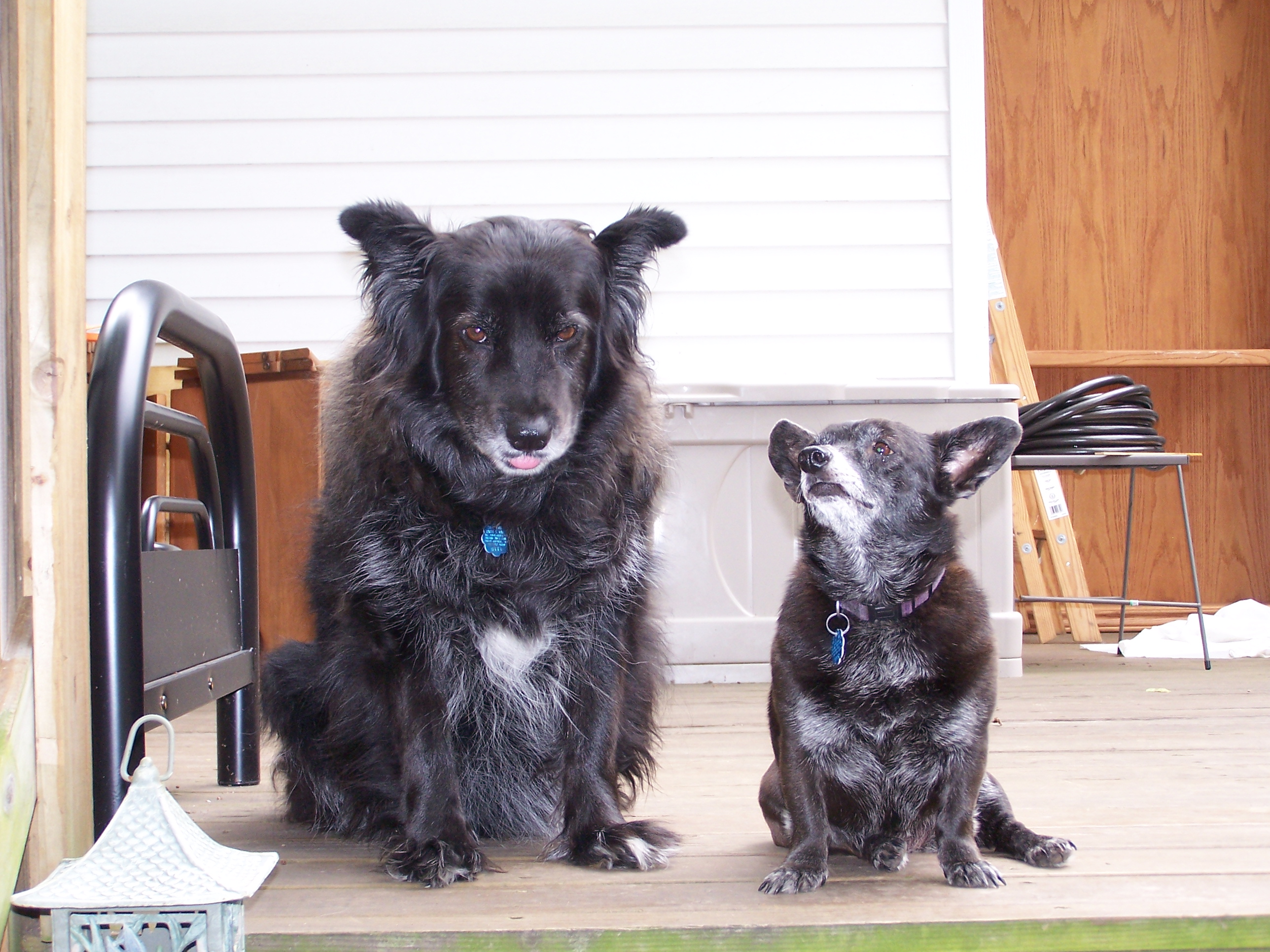 Yogi and Booboo on the deck - This is Yogi and Booboo on the deck.