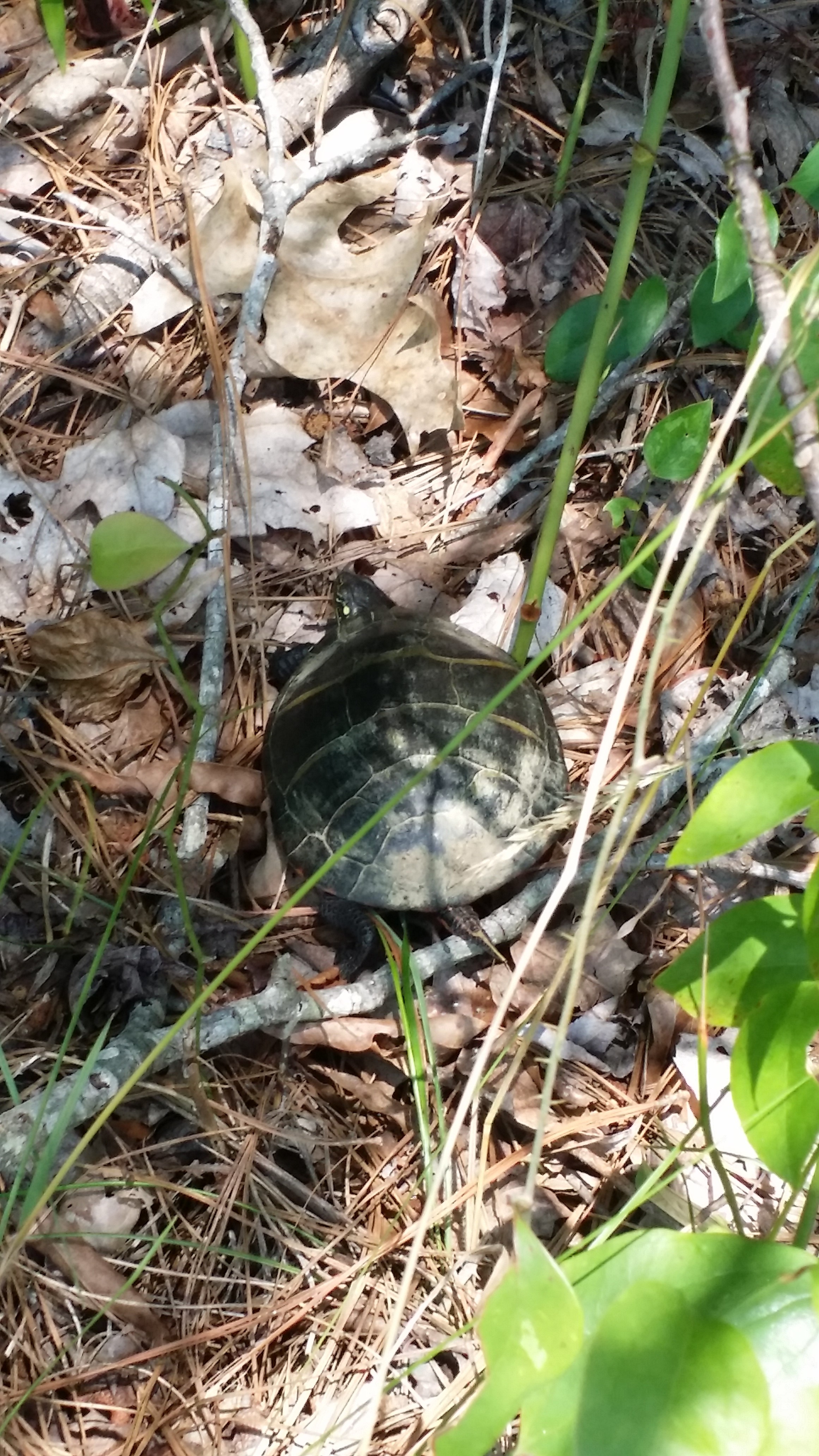 Another Turtle Rescued!