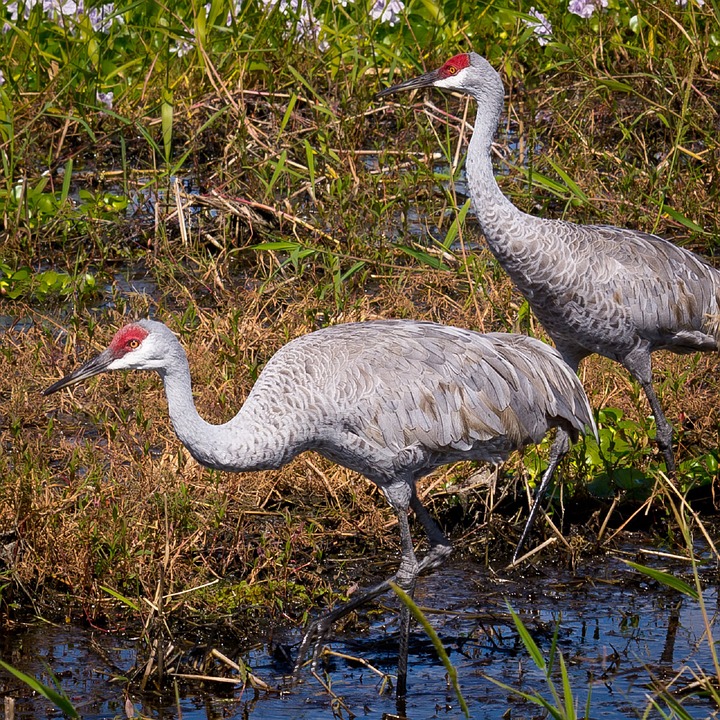 https://pixabay.com/en/sandhill-cranes-birds-wildlife-930214/ https://pixabay.com/en/sandhill-cranes-birds-wildlife-930214/
