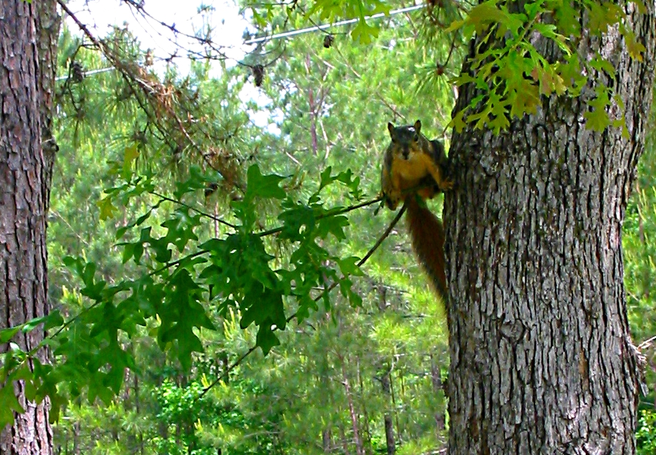 Super-Squirrel - Gus Kilthau Super-Squirrel - Gus Kilthau