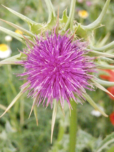Scottish Thistle or Milk Thistle growing wild here.