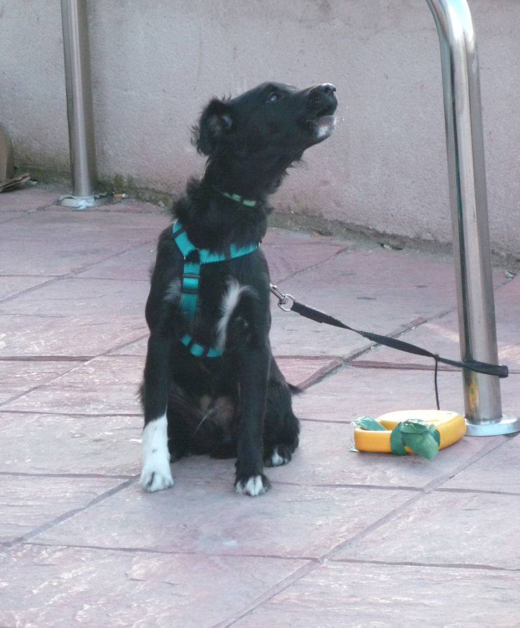 https://commons.wikimedia.org/wiki/File:Dog_howling_001.jpg https://commons.wikimedia.org/wiki/File:Dog_howling_001.jpg