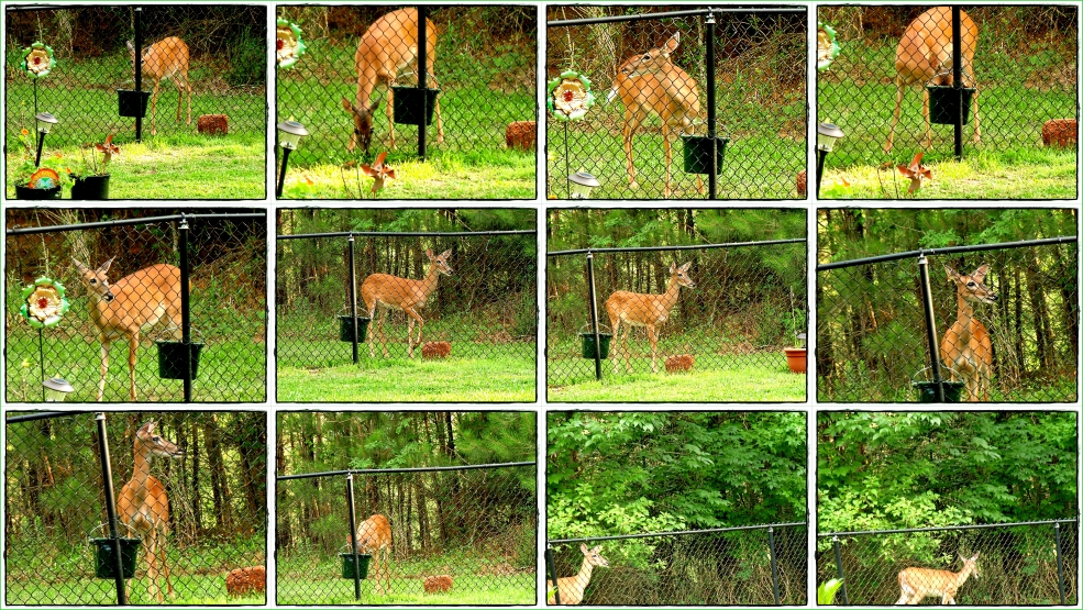 A Deer Bucket List - Gus Kilthau A Deer Bucket List - Gus Kilthau