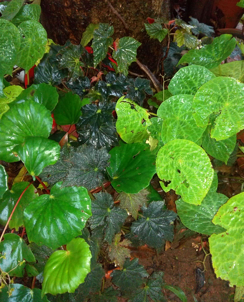 Begonias Begonias