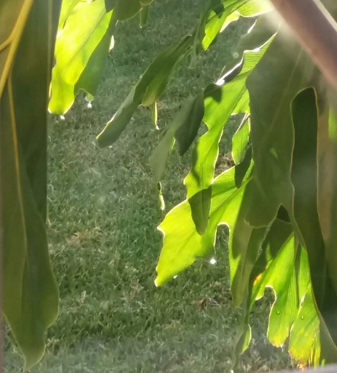 plant outside my window 