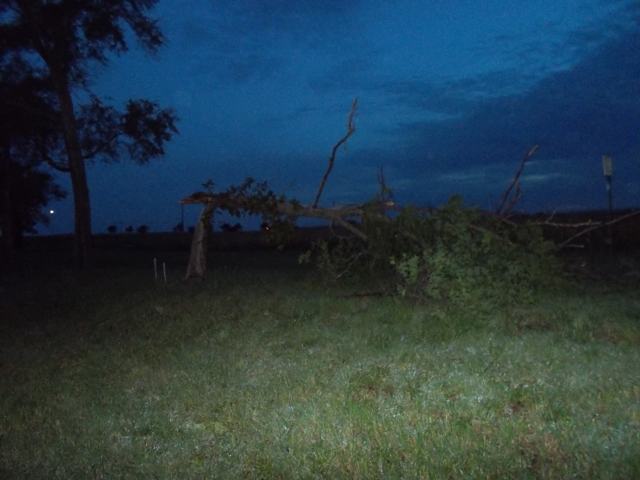 a tree downed by a storm