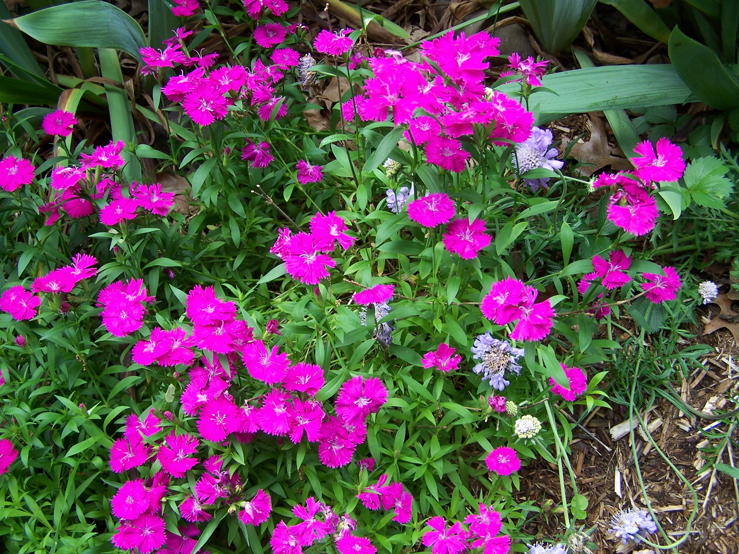 Dianthus growing in my back yard - Dianthus growing in my back yard