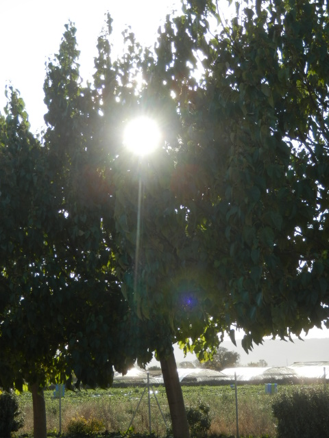 One of the few trees that are around here One of the few trees that are around here