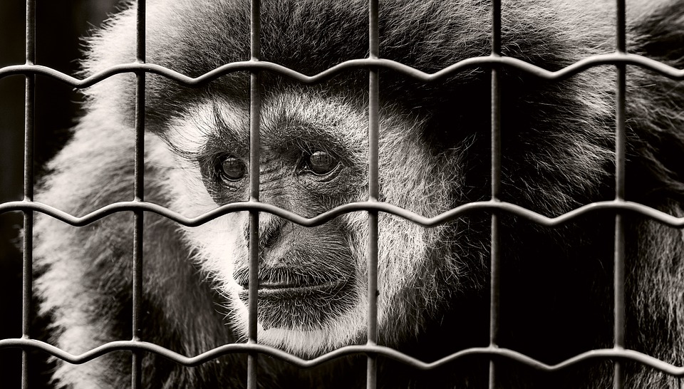 https://pixabay.com/en/monkey-captivity-sad-imprisoned-2316199/ https://pixabay.com/en/monkey-captivity-sad-imprisoned-2316199/
