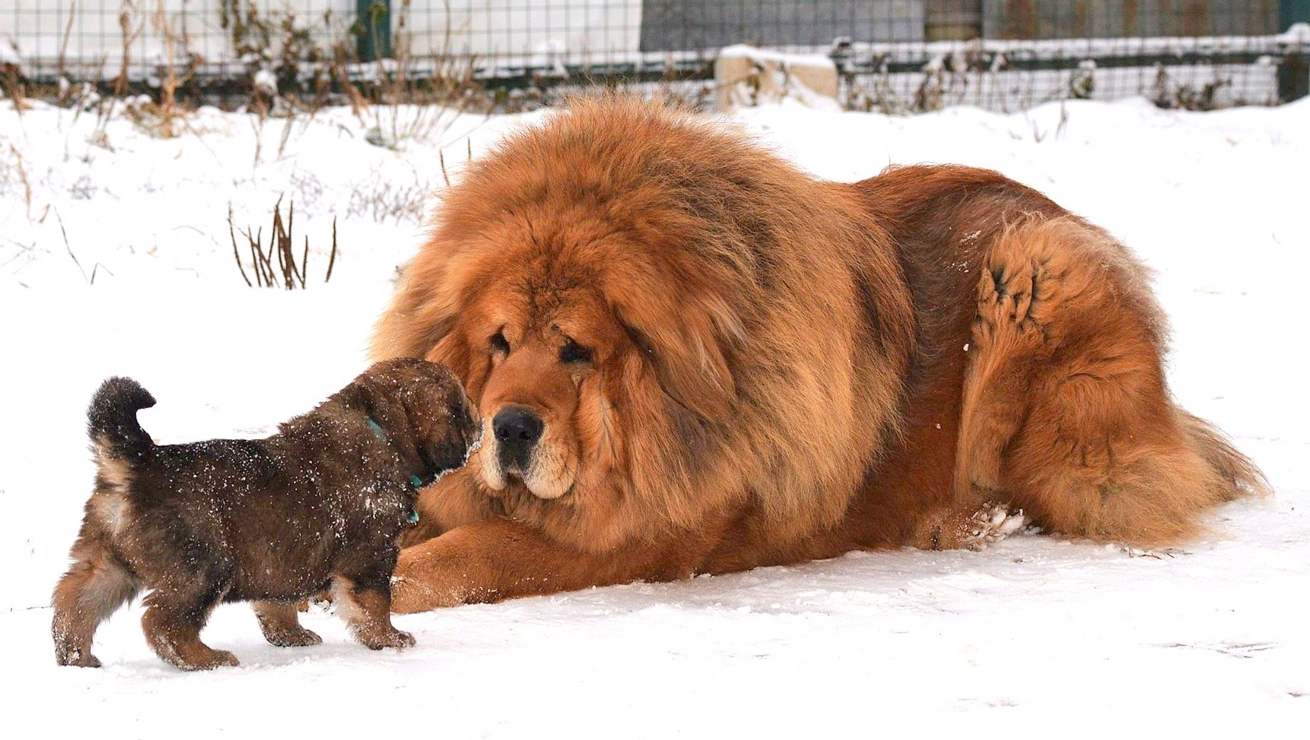 Tibetan Mastiff Tibetan Mastiff