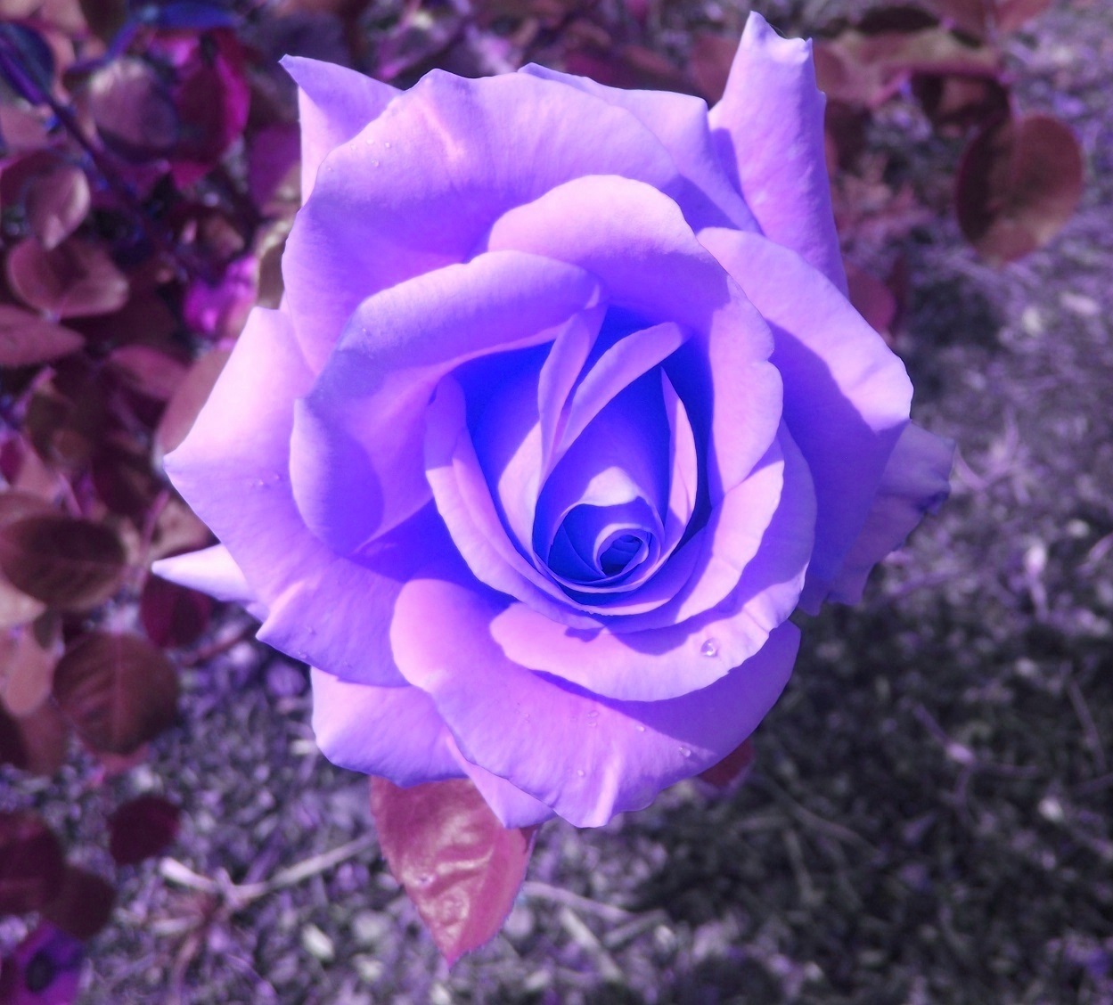 Photo I took with colors adjusted on LunaPic.com Photo I took with colors adjusted on LunaPic.com
