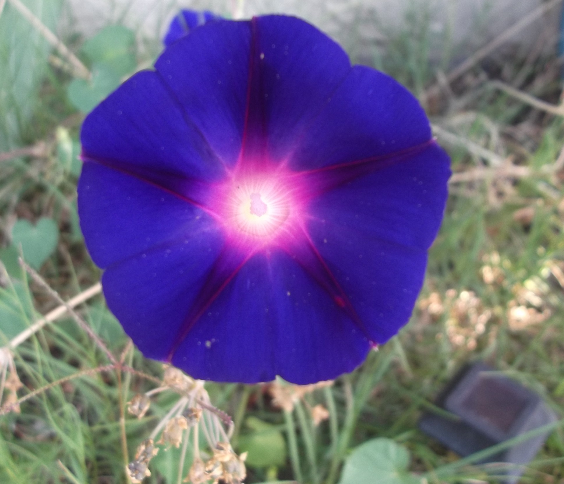 Photo I took of a morning glory that had crawled around to our front planter box.