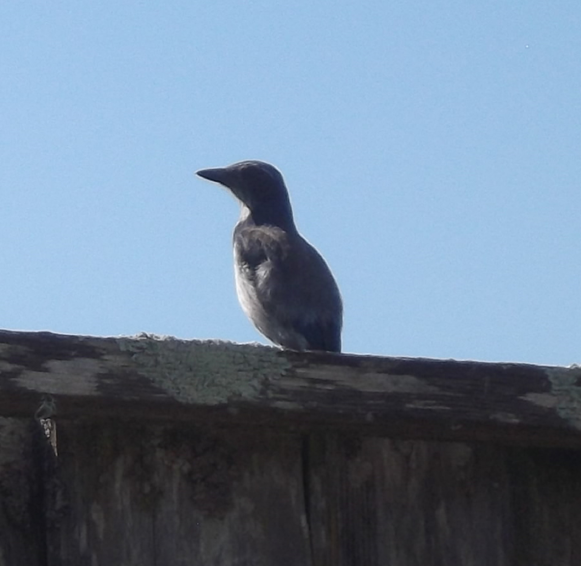 Jay on a fence photo taken by me