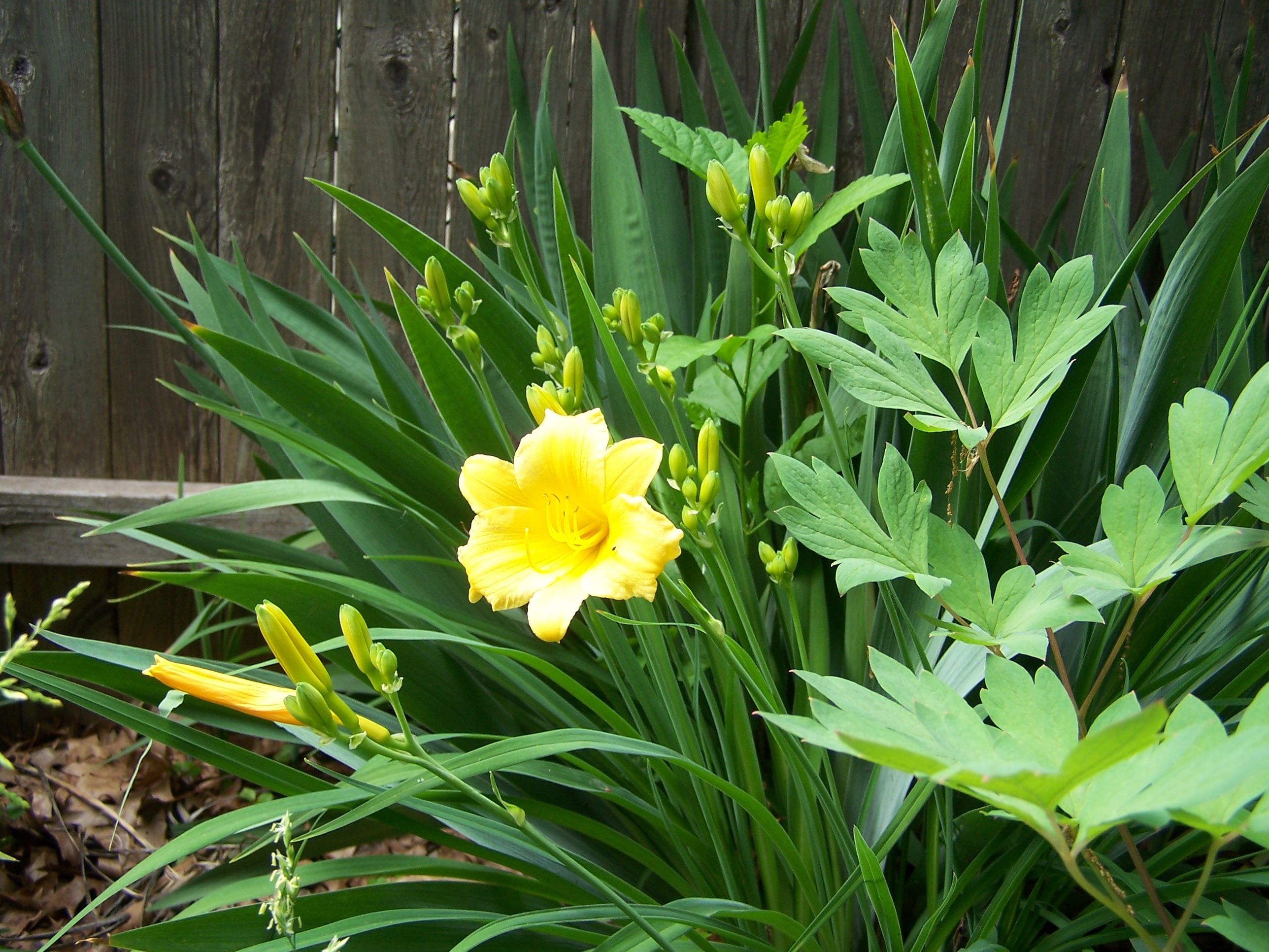 Daylilies - These are also growing in my back yard.