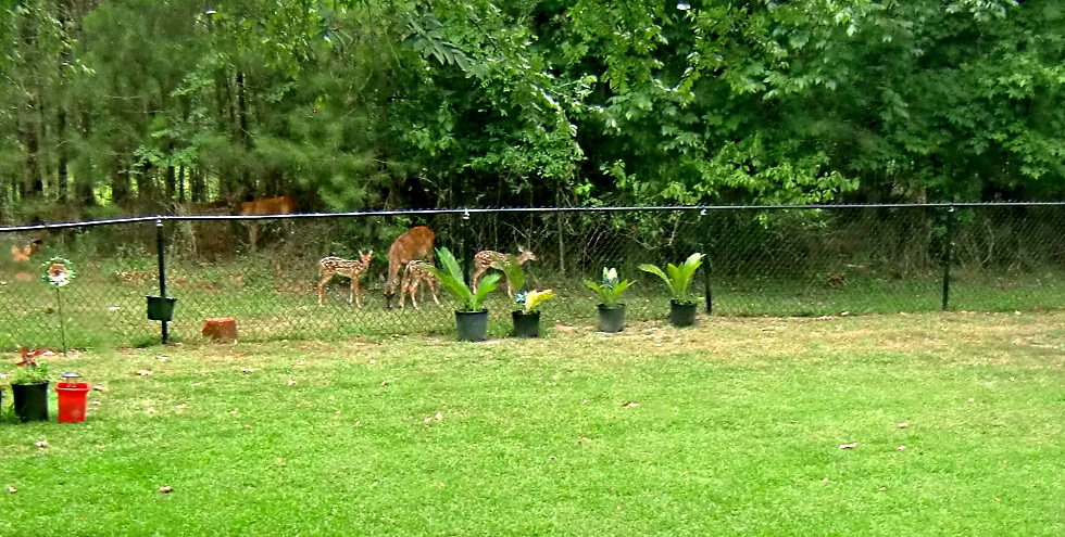 Mama Deer and Baby Deer - Gus Kilthau Mama Deer and Baby Deer - Gus Kilthau