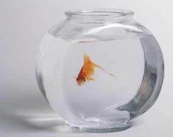 Gold Fish in a Bowl. - Gold Fish