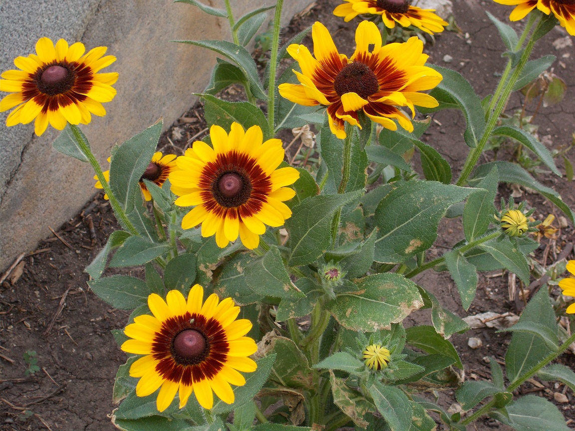 Dwarf sunflowers in the park