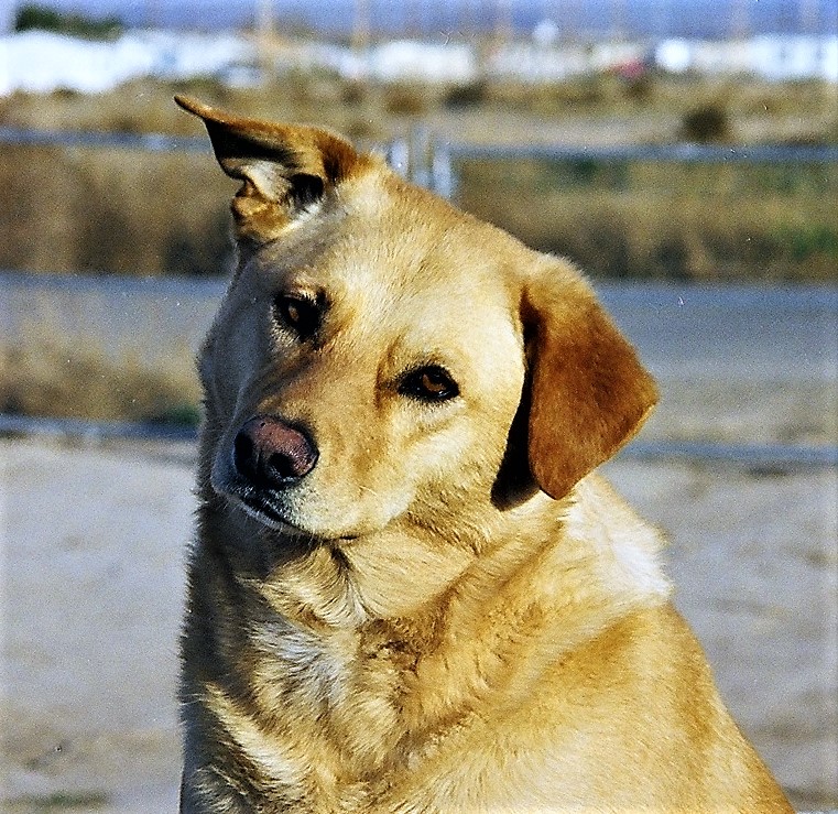 Sophie in 1998