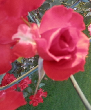 wild rambling rose..... wild rambling rose.....