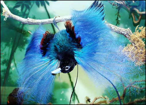 Blue bird of paradise - This is a stunning picture of a species of birds of paradise. Not taken by me..I was using this as my previous avatar.